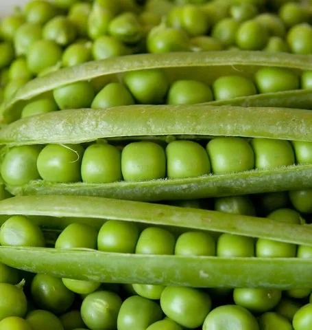 Peas — Shelling, Alderman (Tall Telephone) Heirloom